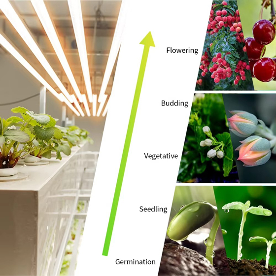 LED植物灯|LED植物生长灯|LED植物补光灯|带LED植物灯育苗盆|LED植物灯生产厂家